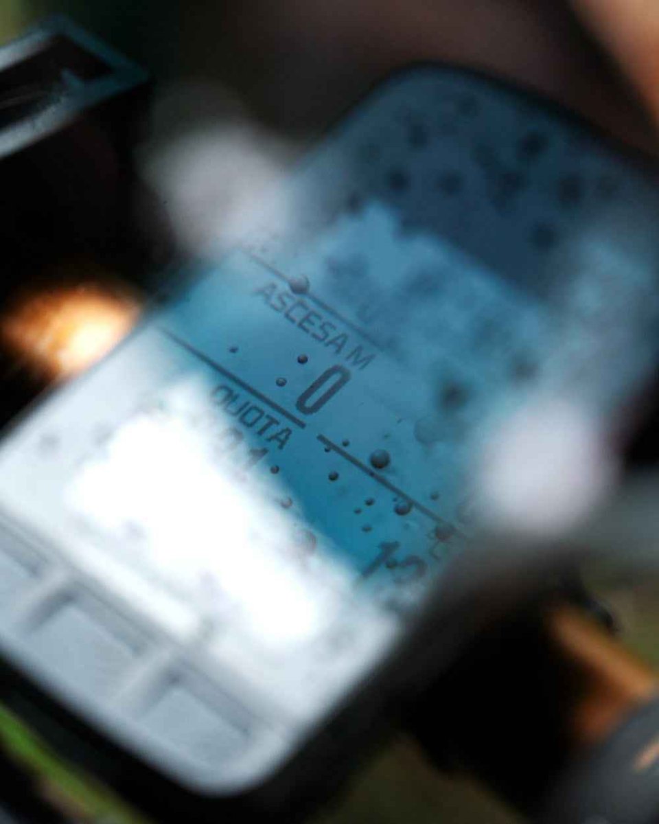 TIGER SUN READING - Image 4